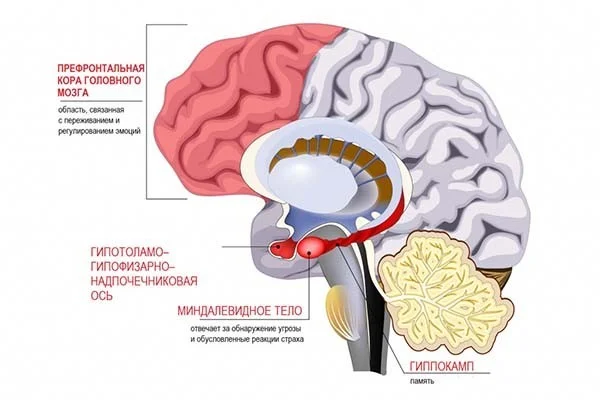 Что такое посттравматическое стрессовое расстройство (ПТСР)?