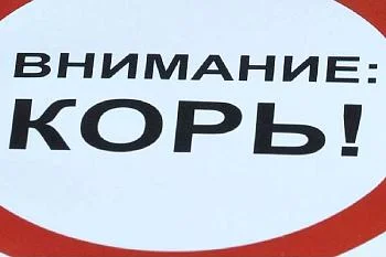 «Внимание, Корь!»