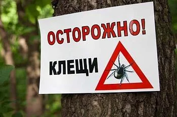 Что делать, если вас укусил клещ? Что делать, если вас укусил клещ?